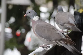 Palomas en Salamanca. Foto S24H