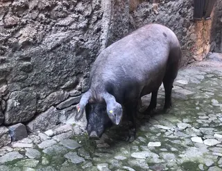 Sorteo marrano de San Antón