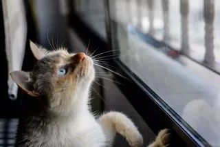 Gato acechando una ventana | Fotografía EP