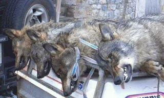 Lobos