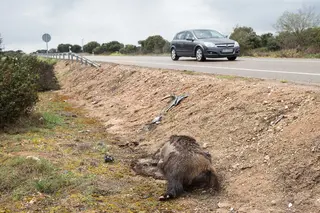 Jabalí muerto en la carretera CL-527. ICAL