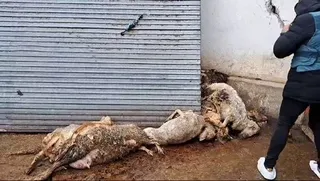 Ordenan el sacrificio de una explotación de ovejas de Valladolid denunciada por abandono