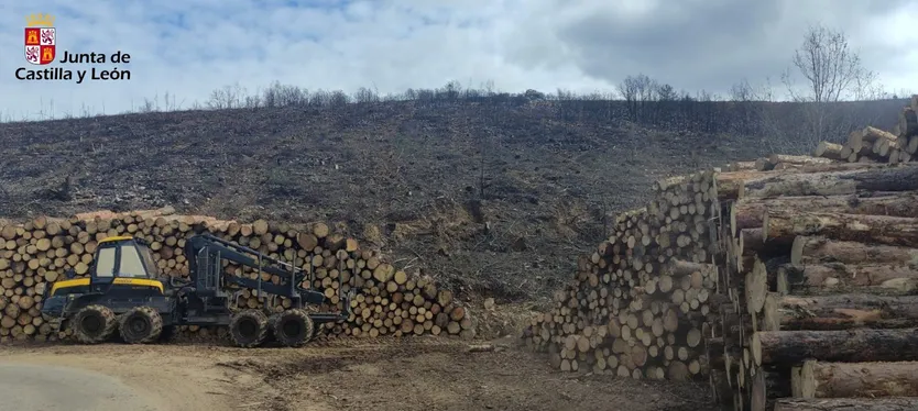 Saca de madera quemada en Serradilla del Arroyo. Foto: Naturaleza Castilla y León