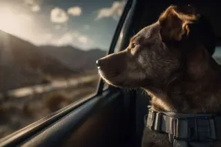 Transporte de perros en coche; cómo cumplir la normativa DGT y viajar seguro este verano 2025 | CANMIGOS