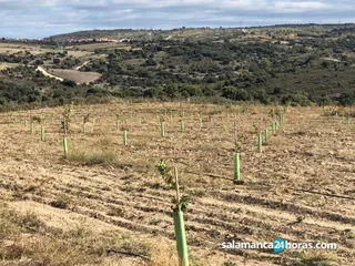 Plantación de pistachos en Las Arribes | Foto: S24H