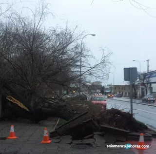 Árbol caído avenida de Lasalle