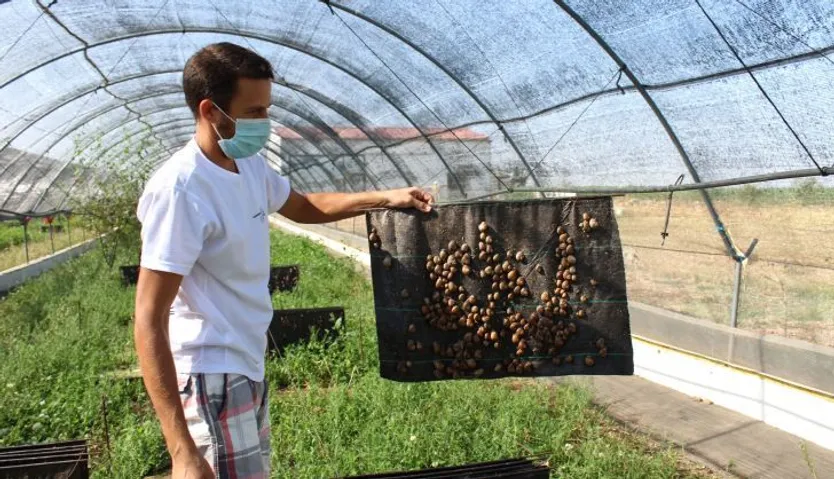 Granja de caracoles de David Pedraz en Forfoleda