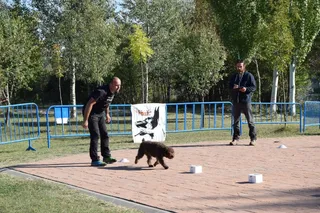 Alba de Tormes acoge una prueba de perros detectores deportivos