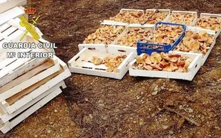 La Guardia Civil investiga a 14 personas por supuesta recolección ilegal de setas en Aliste