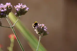 Abejorro en el jardín de la plaza de San Juan de Sahagún | Imágenes: Andrea Mateos