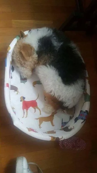 Siempre Fiel a tu perro: 3 de abril de 2017