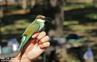 imagen jornada aves. MA.Bernal