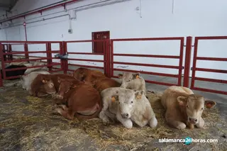 Lonja, vacas, campo, ganado | Imagen de archivo