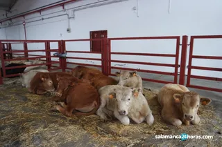 Lonja, vacas, campo, ganado | Imagen de archivo
