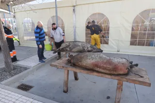 Matanza Castellanos de Moriscos (1)