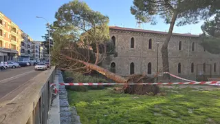 Cae un árbol en el parque de las Salesas | Andrea Mateos