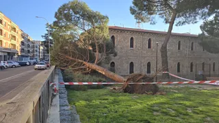 Cae un árbol en el parque de las Salesas | Andrea Mateos