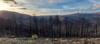 Incendio en el parque Natural Las batuecas un año despues. Fotos Antonio García (4)