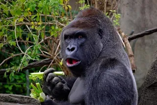 Los gorilas del zoo de San Diego se han contagiado de Covid 19. | FOTO: EUROPA PRESS