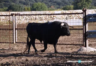 TOROS ALBA DE TORMES (14)