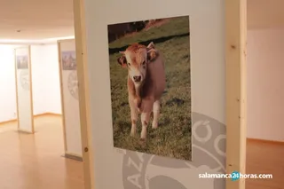 Exposición raza autóctona (20)