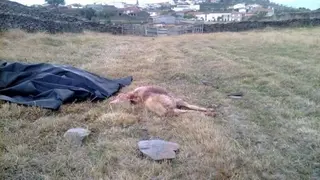 Nuevo ataque de lobo a un rebaño de ovejas en Vilvestre
