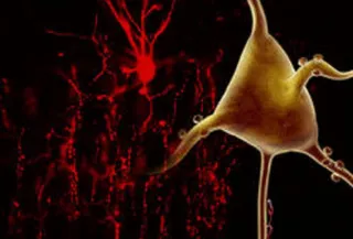 Neurona