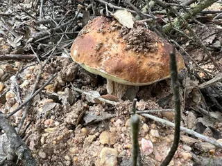 Boletus (2)