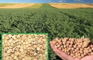 Garbanzos y lentejas