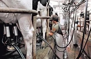 La Junta financia los programas de mejora de la calidad de la leche cruda de vaca, oveja y cabra