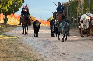 Encierro a Caballo De Novillos De La Campana En Aldeadávila De La Ribera | Salamanca24horas 
