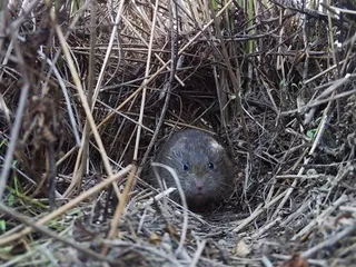 Topillo en el campo. Foto EP