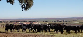 Reses de Valdefresno. Foto de archivo