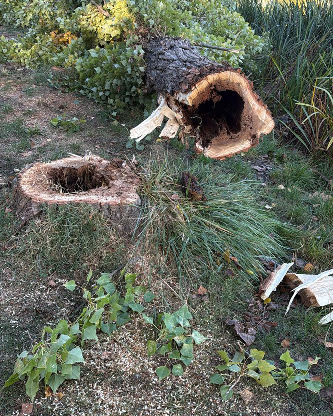 El Ayuntamiento De Salamanca Tala Algunos Árboles Para Garantizar La Seguridad Ciudadana