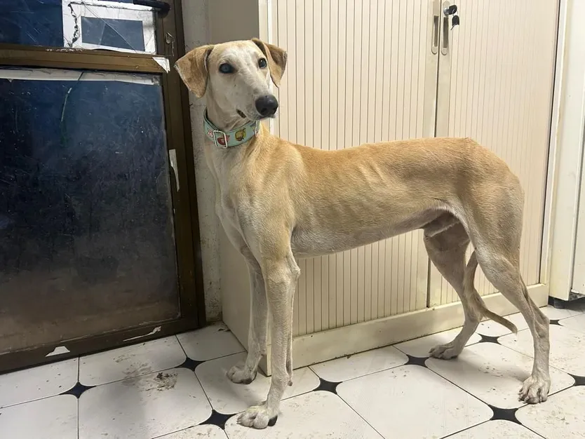 Galgos de la Protectora Siempre Fiel