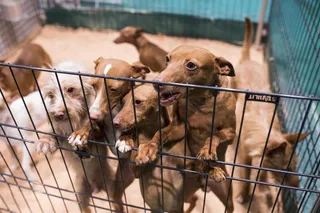 Perros | Fotografía EP