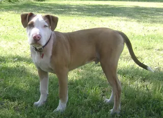 American Pit Bull Terrier (5 months old)