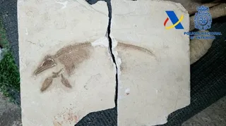 Fósiles 3D