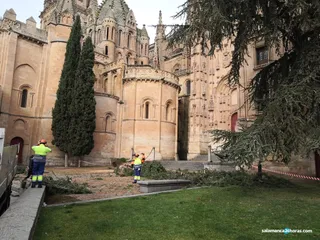 El viento tira un árbvol en el Patio Chico (1)