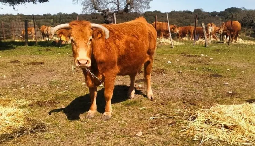 Vaca afectada por síntomas de la Fiebre Aftosa en Salamanca
