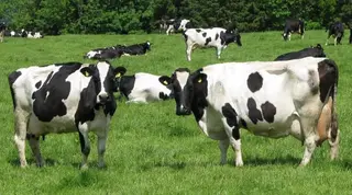 El sector del vacuno de leche, en crisis en los últimos años