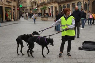 Mercadillo solidario y jornada de adopción