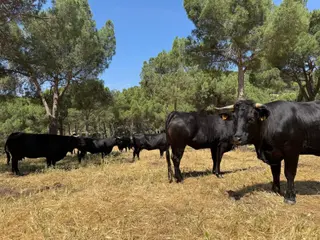 Ganado bovino, vacas, en el campo | Europa Press