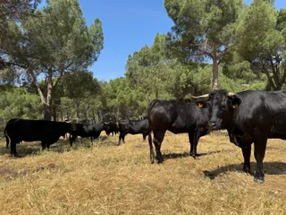 Ganado bovino, vacas, en el campo | Europa Press