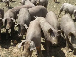 Las exportaciones del porcino crecieron en octubre más de un 30%