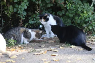 Colonias de gatos junto al río Tormes
