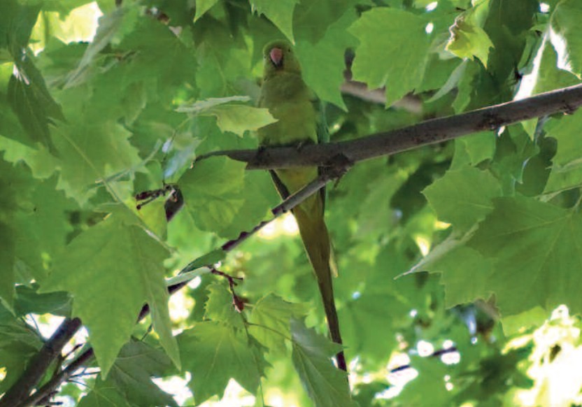 Cotorra de kramer. Imagen SEOBirdLife