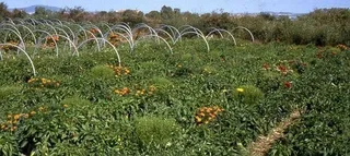 La Tienda Justa apoya la agricultura ecológica