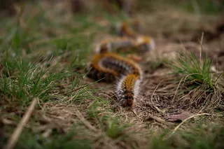 Oruga procesionaria. Foto Clinicanimal