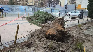 Cae un ciprés en la plaza de San Román | Andrea Mateos